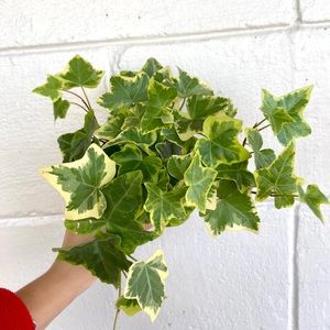 Golden baby ivy 🌿💚